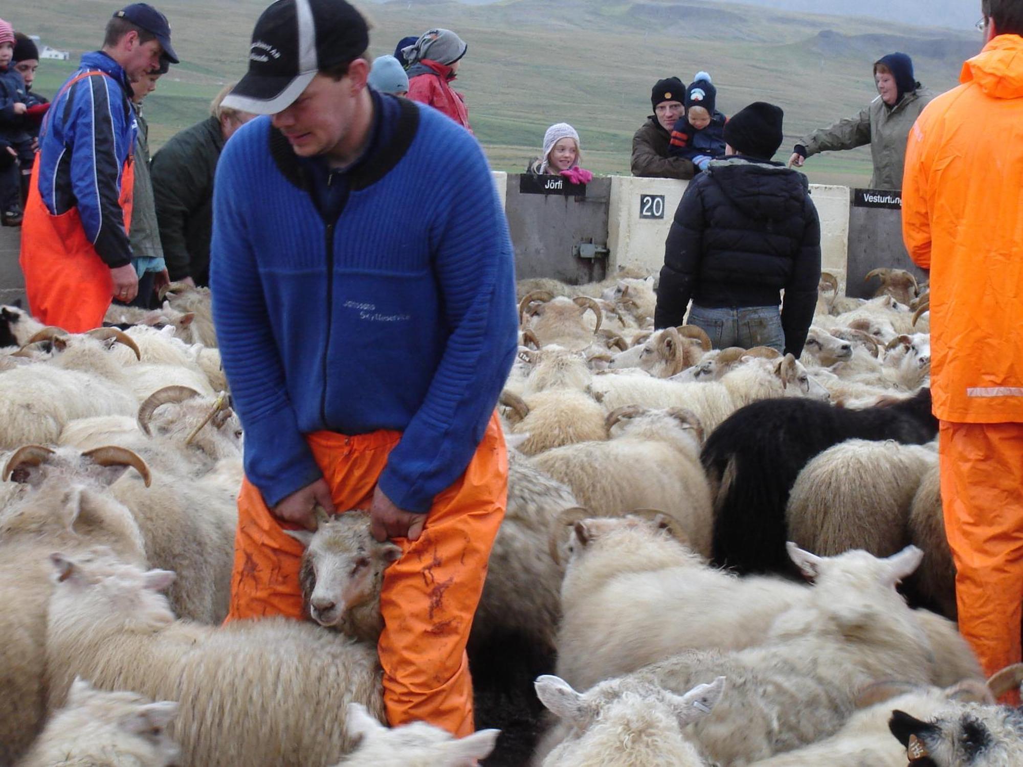Daeli Guesthouse Víðidalstunga エクステリア 写真
